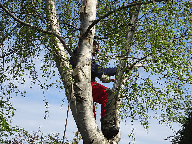 Oakland, NJ Tree Removal Services Company